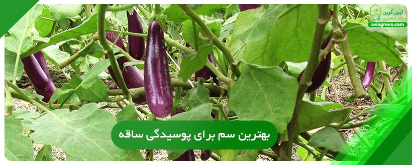 بهترین سم برای پوسیدگی ساقه بادمجان