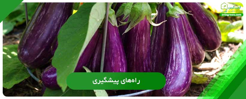 راه‌های پیشگیری از بد شکل بودن میوه بادمجان