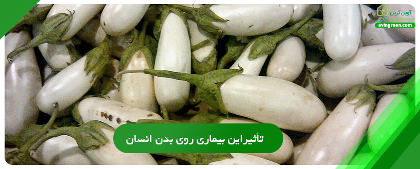 سفیدک بادمجان