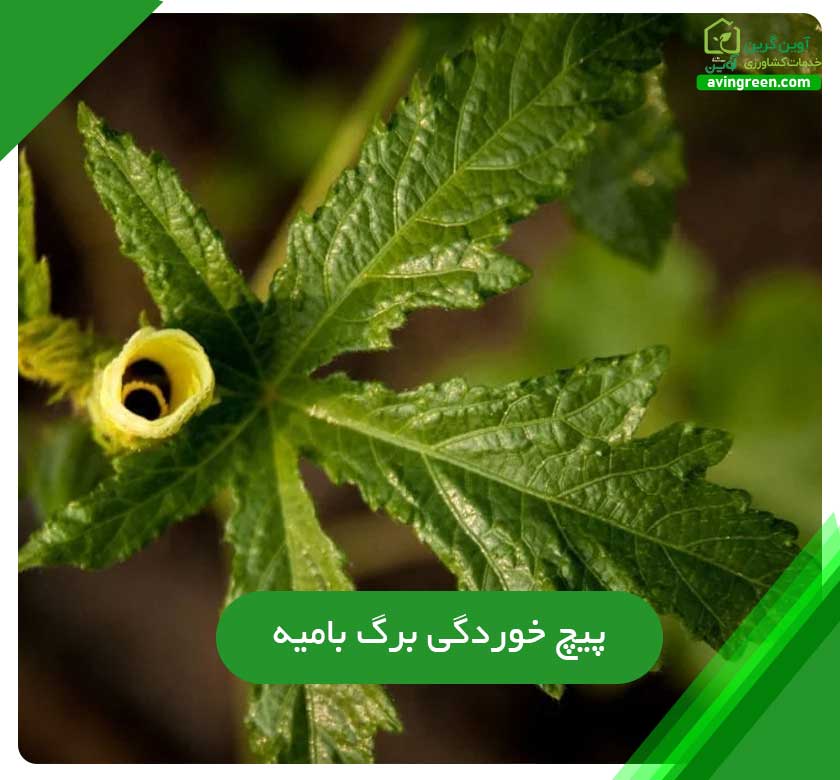 5 دلیل بیماری پیچ خوردگی برگ بامیه- 6روش پیشگیری+ {کود و سم}