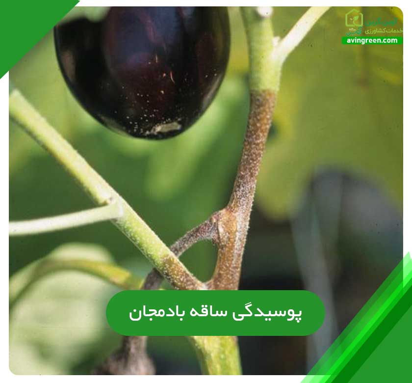 6 دلیل بیماری پوسیدگی ساقه بادمجان- 7روش پیشگیری+ {کود و سم}
