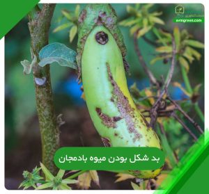 3علت بیماری بد شکل بودن میوه بادمجان-6روش پیشگیری+{کود و سم}