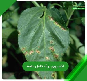 5دلیل بیماری لکه روی برگ فلفل دلمه- 5روش پیشگیری+ {کود و سم}
