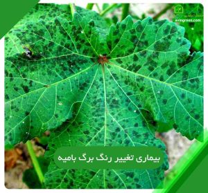 4 دلیل بیماری تغییر رنگ برگ بامیه- 5روش پیشگیری+ {کود و سم}