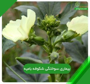 4 دلیل بیماری سوختگی شکوفه بامیه- 6روش پیشگیری+ {کود و سم}