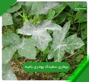4دلیل بیماری سفیدک پودری بامیه-5روش پیشگیری+{کود و سم مخصوص}