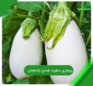 سفید شدن بادمجان