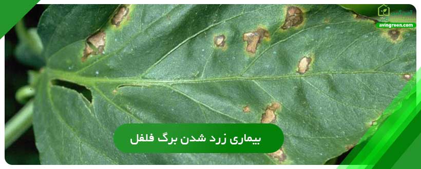 بیماری زرد شدن برگ فلفل دلمه ای