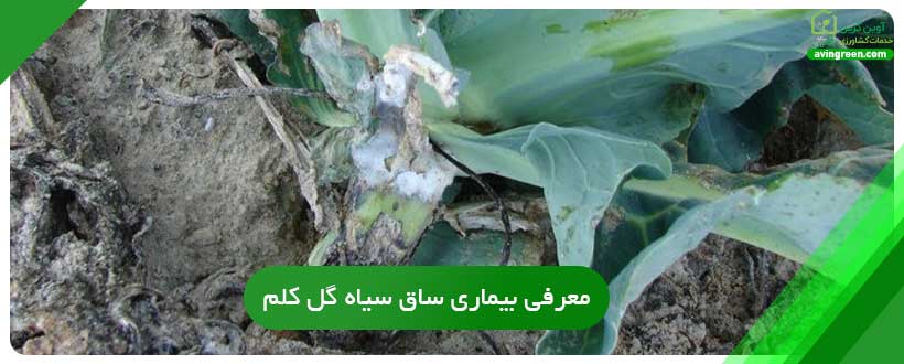 بیماری ساق سیاه گل کلم