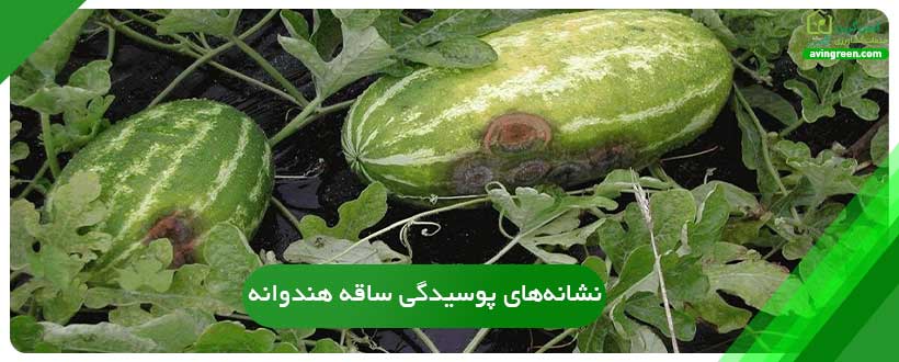 پوسیدگی ساقه هندوانه