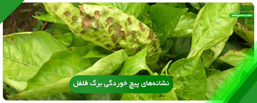 نشانه‌های پیچ خوردگی برگ فلفل دلمه
