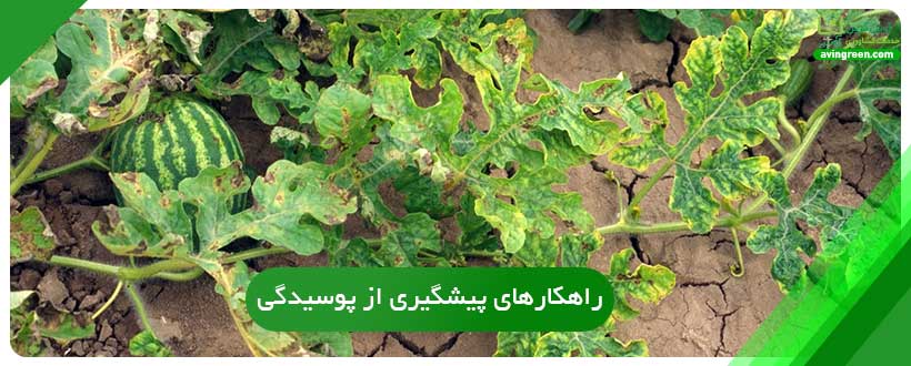 راهکارهای پیشگیری از پوسیدگی ساقه هندوانه