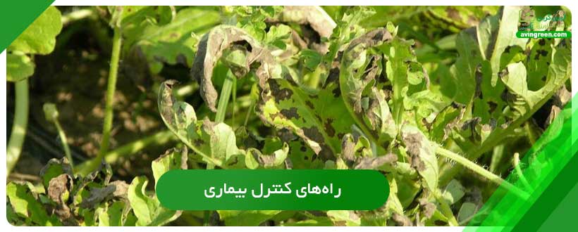 کنترل بیماری پژمردگی برگ هندوانه