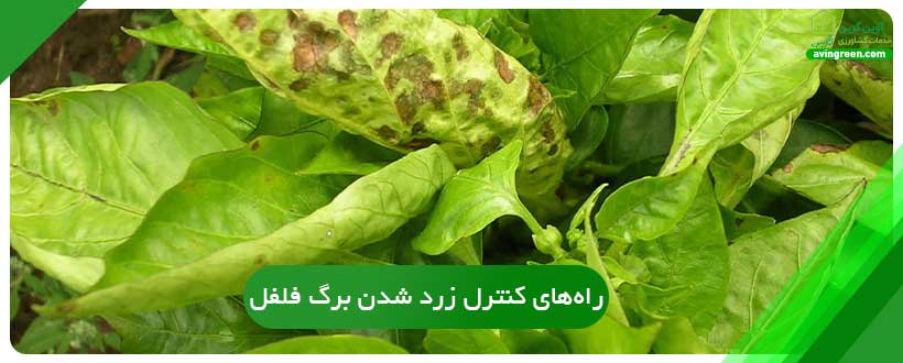 راه‌های کنترل زرد شدن برگ فلفل دلمه ای