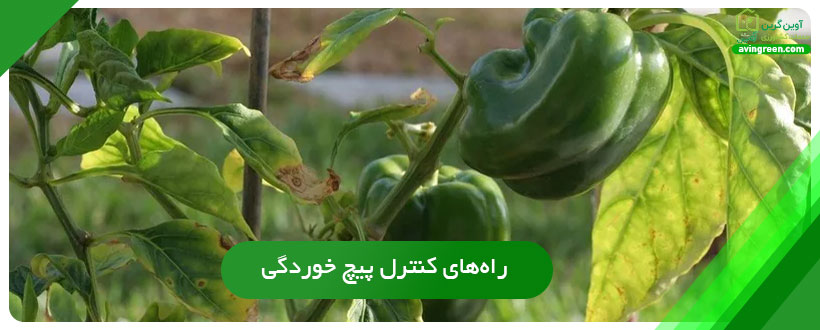 راه‌های کنترل پیچ خوردگی برگ فلفل دلمه