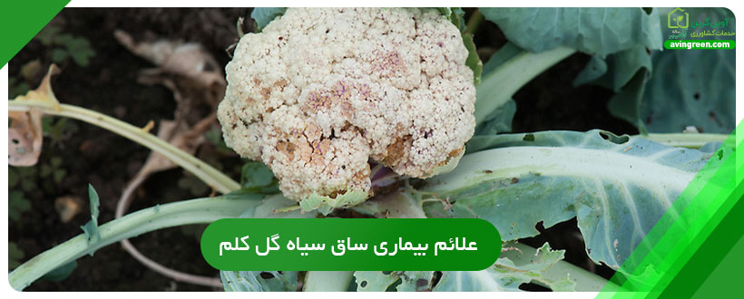 علائم بیماری ساق سیاه گل کلم