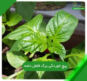 پیچ خوردگی برگ فلفل دلمه