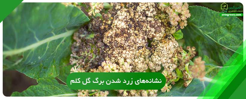 نشانه‌های زرد شدن برگ گل کلم