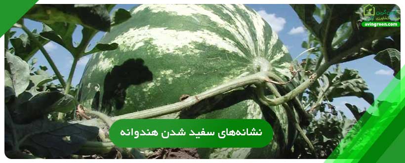 نشانه‌های سفید شدن هندوانه