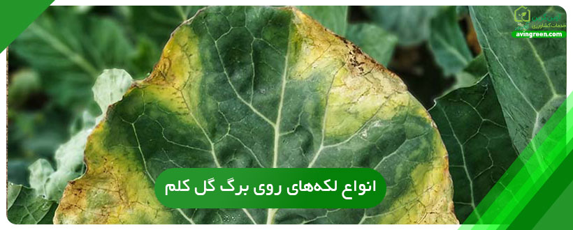 انواع لکه‌های روی برگ گل کلم
