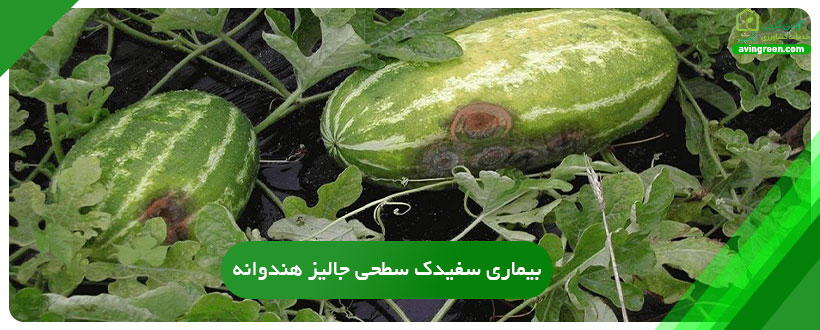 بیماری سفیدک سطحی جالیز هندوانه