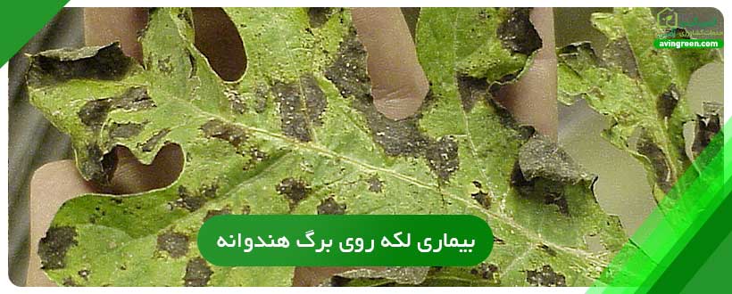 بیماری لکه روی برگ هندوانه