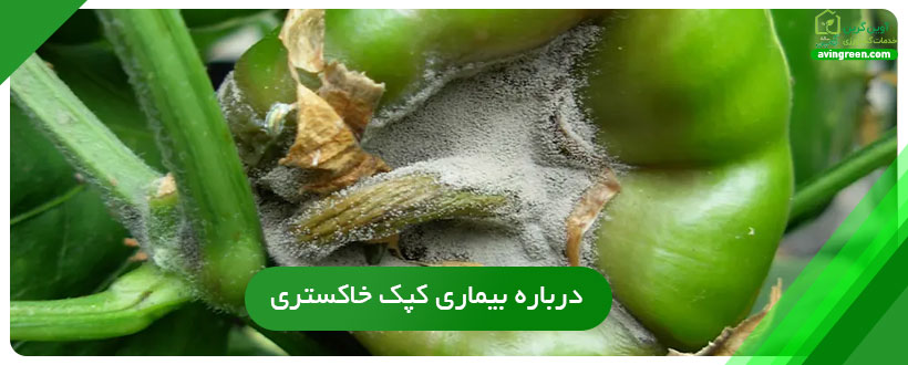 بیماری کپک خاکستری فلفل دلمه ای