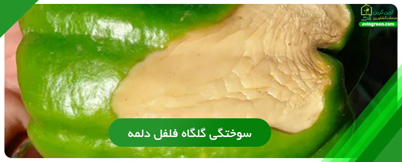 سوختگی گلگاه فلفل دلمه