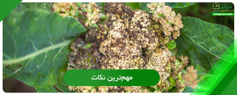 سوختگی گلگاه گل کلم
