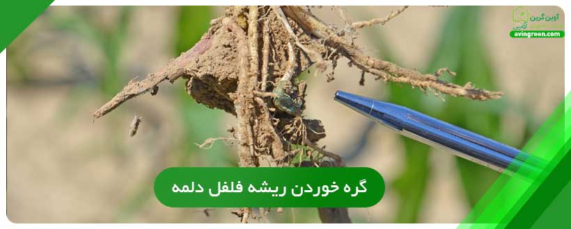 گره خوردن ریشه فلفل دلمه