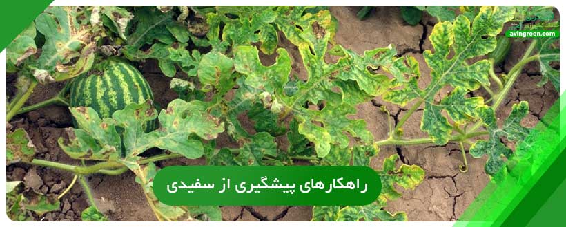 راهکارهای پیشگیری از سفید شدن هندوانه