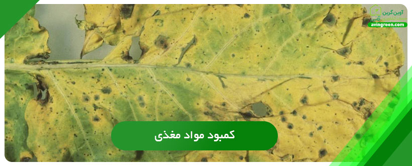 علل ایجاد زرد شدن برگ گل کلم