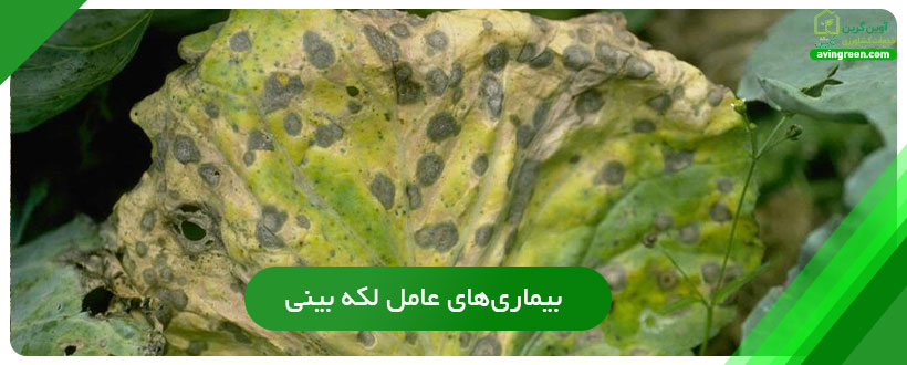 بیماری‌های عامل لکه بینی روی گل کلم