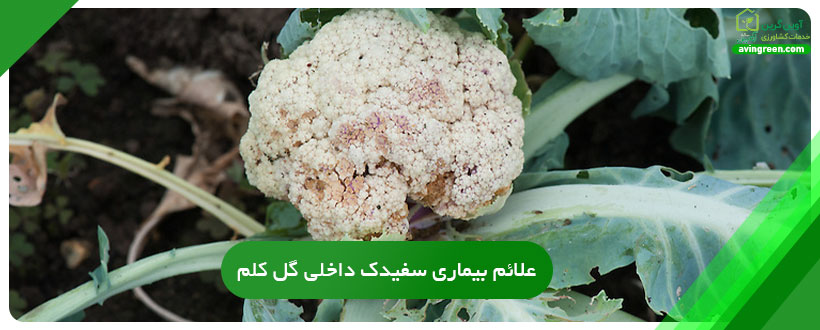 علائم بیماری سفیدک داخلی گل کلم