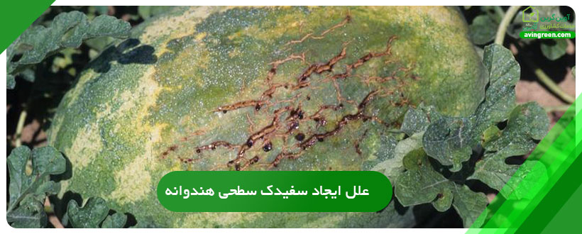 علل ایجاد سفیدک سطحی هندوانه