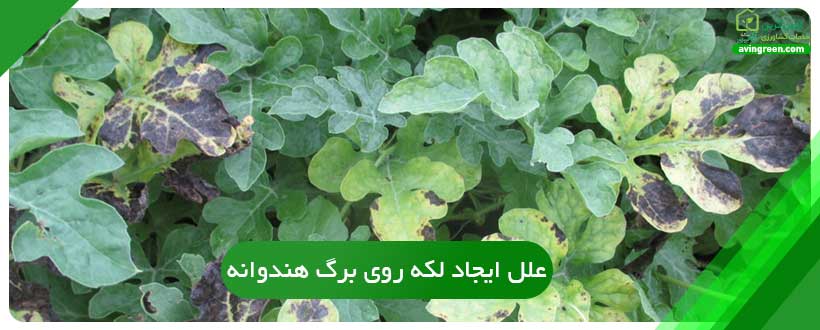 علل ایجاد لکه روی برگ هندوانه