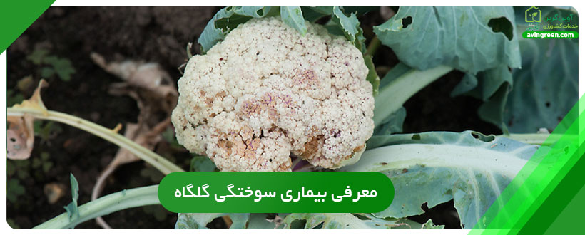 بیماری سوختگی گلگاه گل کلم