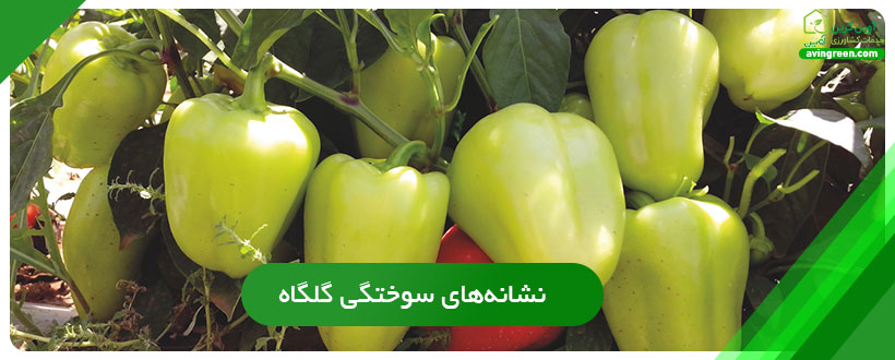 نشانه‌های سوختگی گلگاه فلفل دلمه