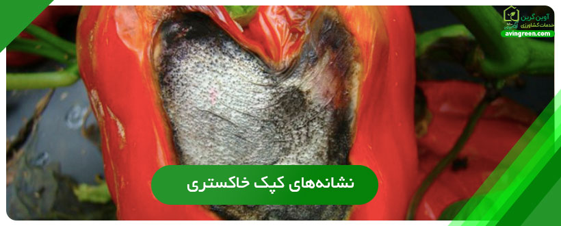 نشانه‌های کپک خاکستری فلفل دلمه ای