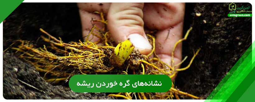 نشانه‌های گره خوردن ریشه فلفل دلمه
