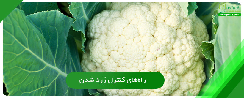 راه‌های کنترل زرد شدن برگ گل کلم