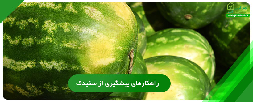 راهکارهای پیشگیری از سفیدک سطحی هندوانه