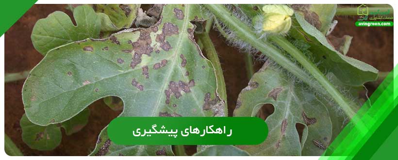 راهکارهای پیشگیری از لکه روی برگ هندوانه