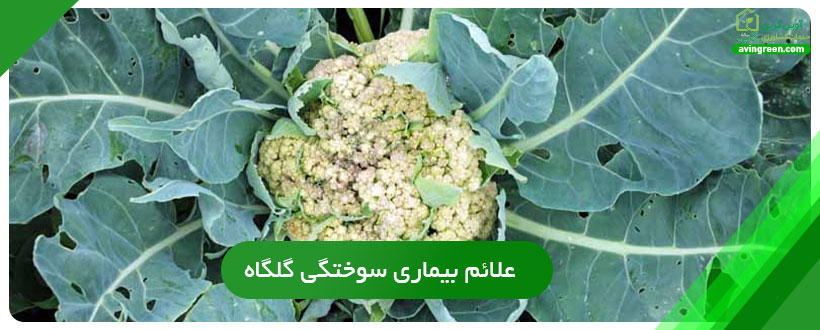 علائم بیماری سوختگی گلگاه گل کلم