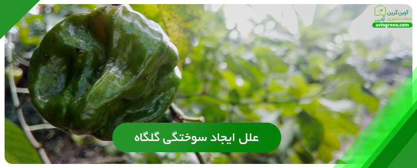 علل ایجاد سوختگی گلگاه فلفل دلمه