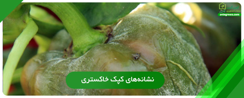 بیماری کپک خاکستری فلفل دلمه ای