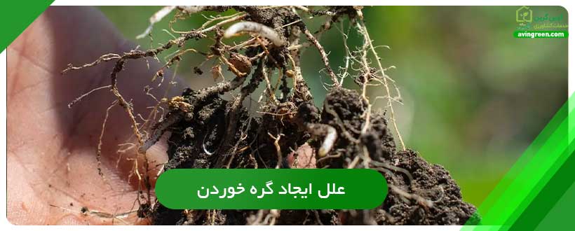 علل ایجاد گره خوردن ریشه فلفل دلمه