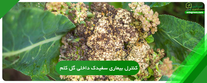 کنترل بیماری سفیدک داخلی گل کلم