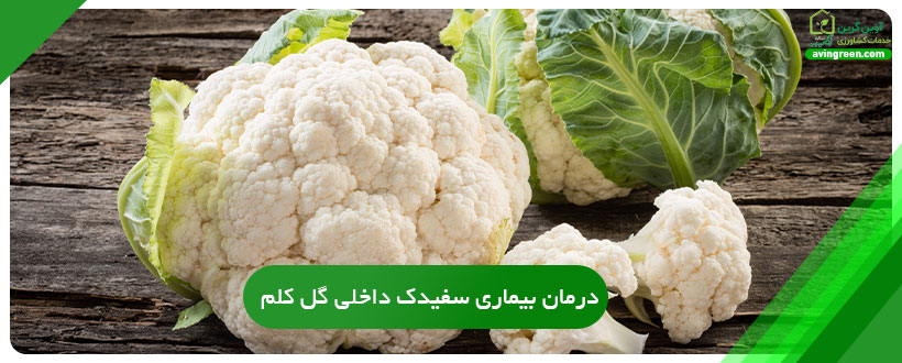 درمان بیماری سفیدک داخلی گل کلم