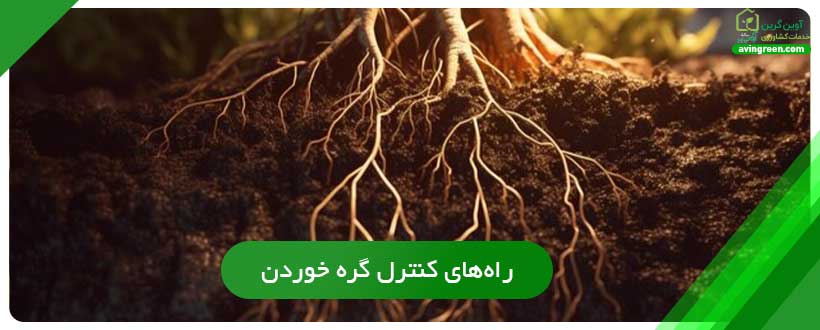 راه‌های کنترل گره خوردن ریشه فلفل دلمه